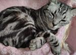 Lucy - Domestic Cat For Adoption - Graham&comma; WA&comma; US