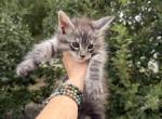 Maine Coon in Montana - Maine Coon Kitten For Sale - Absarokee&comma; MT&comma; US