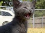 Tennessee - Domestic Kitten For Sale - Irving&comma; TX&comma; US