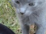 Misty - Domestic Kitten For Sale - Irving&comma; TX&comma; US