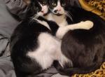 Finnick - Domestic Cat For Adoption - Graham&comma; WA&comma; US