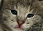 Bodi  Silver F2 Savannah Kitten - Savannah Kitten For Sale - Cherry Hill&comma; NJ&comma; US