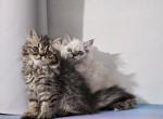 Tabby - Persian Kitten For Sale - Oklahoma City&comma; OK&comma; US