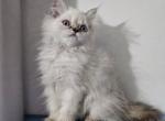 Lenny - Persian Kitten For Sale - Oklahoma City&comma; OK&comma; US