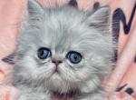 Josie - Persian Kitten For Sale - Houston&comma; TX&comma; US