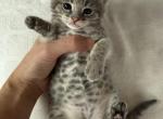 Kira Silver F2 Savannah Kitten - Savannah Kitten For Sale - Cherry Hill&comma; NJ&comma; US
