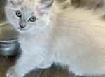 Summer transitions - Ragdoll Kitten For Sale - Parker&comma; CO&comma; US