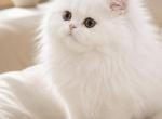 Winter Song - Persian Kitten For Sale - Golden&comma; CO&comma; US
