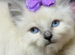 Ragdoll floppy kitten - Ragdoll Kitten For Sale - Barberton&comma; OH&comma; US