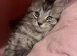 Tabby Polydactyl Male - Maine Coon Kitten For Sale - Chapel Hill&comma; NC&comma; US