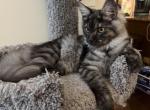 Smoke grey Female - Maine Coon Kitten For Sale - Chapel Hill&comma; NC&comma; US
