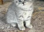 Mona - Scottish Straight Kitten For Sale - 
