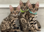 Bengal Kittens - Bengal Kitten For Sale - Champions Gate&comma; FL&comma; US