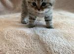 Serena - Scottish Straight Kitten For Sale - Palatine&comma; IL&comma; US