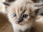 Mocha - Domestic Kitten For Sale - Coolidge&comma; AZ&comma; US