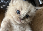 Luna - Domestic Kitten For Sale - Coolidge&comma; AZ&comma; US