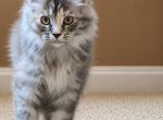 Paula - Maine Coon Kitten For Sale - Johns Creek&comma; GA&comma; US