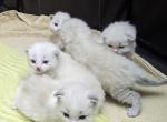 Ragdoll Purebred Daisy May's August 8 Litter - Ragdoll Kitten For Sale - Dousman&comma; WI&comma; US