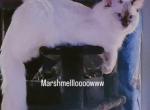 Ragdoll Male - Ragdoll Cat For Sale - 