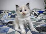 Ernie - Ragdoll Kitten For Sale - Tuscaloosa&comma; AL&comma; US