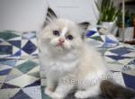 Marsh - Ragdoll Kitten For Sale - Tuscaloosa&comma; AL&comma; US