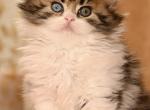 LB - Scottish Straight Kitten For Sale - Warwick&comma; NY&comma; US