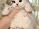 LG - Scottish Fold Kitten For Sale - Warwick&comma; NY&comma; US