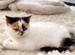 Meesha - Persian Kitten For Sale - Arlington Heights&comma; IL&comma; US