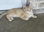 Mollys kitties - Domestic Kitten For Sale - Noble&comma; IL&comma; US
