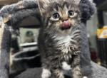 Farm manx kittens - Manx Kitten For Sale - NJ&comma; US