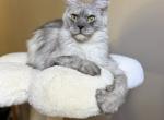 Imogen - Maine Coon Cat For Sale/Service - Trussville&comma; AL&comma; US