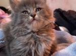 bombay maincoon mix - Maine Coon Kitten For Sale - Dearborn Heights&comma; MI&comma; US
