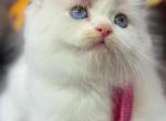 Female Ragdolls - Ragdoll Kitten For Sale - Barberton&comma; OH&comma; US