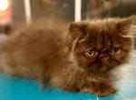 CFA chocolate Persian ELH - Persian Kitten For Sale - PA&comma; US
