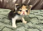 Tiny - Exotic Kitten For Sale - Poplarville&comma; MS&comma; US