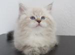 Nimbus - Siberian Kitten For Sale - 