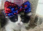 Muffins babies - Persian Kitten For Sale - Rockford&comma; IL&comma; US