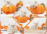 Franklin CFA Health Tested - Himalayan Kitten For Sale - 