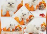Drake CFA Health Tested - Himalayan Kitten For Sale - FL&comma; US