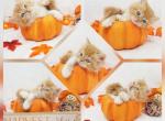 Jupiter CFA Health Tested - Persian Kitten For Sale - FL&comma; US