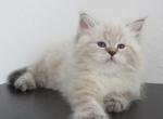Somerset - Siberian Kitten For Sale - Hollywood&comma; FL&comma; US
