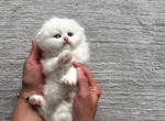 Scottishfold - Scottish Fold Kitten For Sale - Kent&comma; WA&comma; US