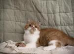 Affectionate Exotic Shorthair and Longhair kittens - Exotic Kitten For Sale - Harrisburg&comma; PA&comma; US