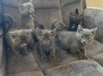 Ashes baby boys - Domestic Kitten For Sale - Hamden&comma; CT&comma; US