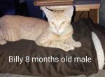 Billy - Domestic Kitten For Adoption - 