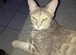 Bunny - Domestic Kitten For Adoption - 
