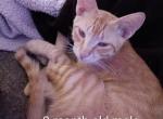 Tigger - American Shorthair Kitten For Adoption - 