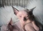 Bare Naked affection - Sphynx Kitten For Sale - N Port&comma; FL&comma; US
