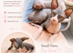 Dusya - Sphynx Kitten For Sale - Wellesley&comma; MA&comma; US