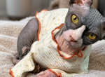 Dusya - Sphynx Kitten For Sale - Wellesley&comma; MA&comma; US